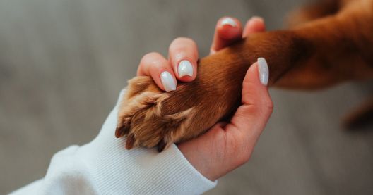 Mano de una mujer tocando a un animal
